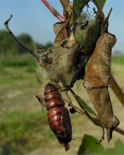 larve di lepidottero defoliatore: Clostera anastomosis